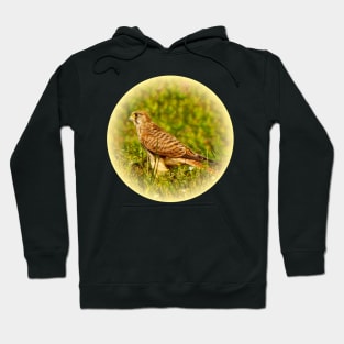 Kestrel Hoodie